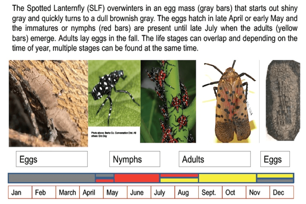 Help Getting Rid of Spotted Lanternfly