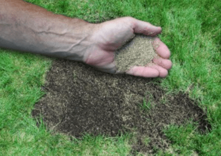 Lawn Seeding Service