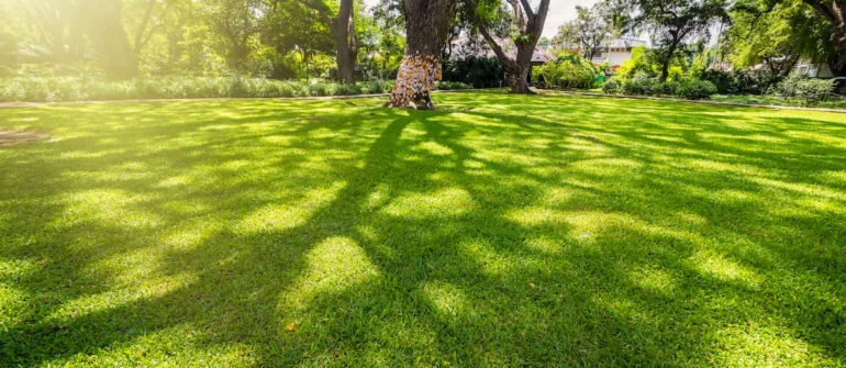 The Impact of Shade on Residential Lawn Health