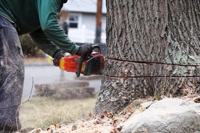 What Qualifications and Certifications Should A Tree Removal Company Have?